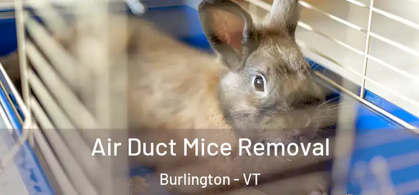  Air Duct Mice Removal Burlington - VT