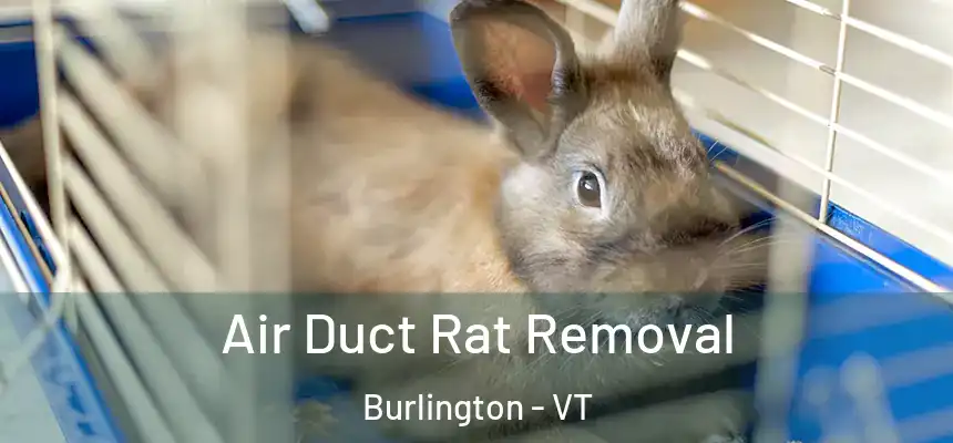  Air Duct Rat Removal Burlington - VT